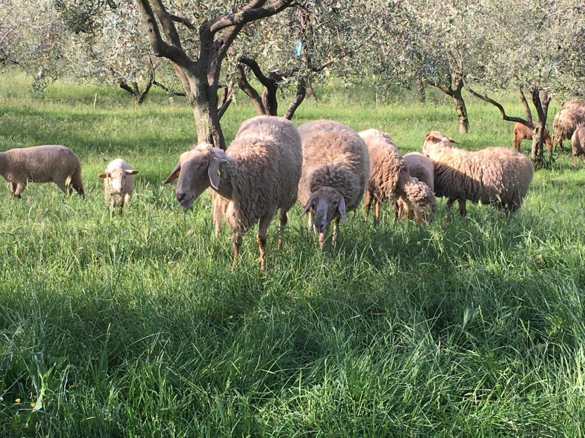 Agriturismo Casa Rosa Vérone Extérieur photo